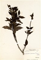 藏品(水金京)的圖片